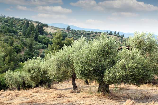 An Olive tree for each martyr
